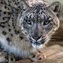 slides/IMG_2903.jpg wildlife, feline, big cat, cat, predator, fur, spot, snow, leopard, eye, steel WBCW51 - Snow Leopard